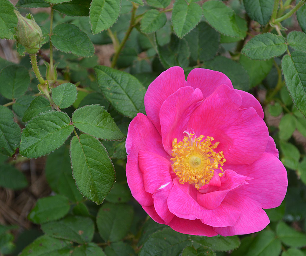 Rosa gallica